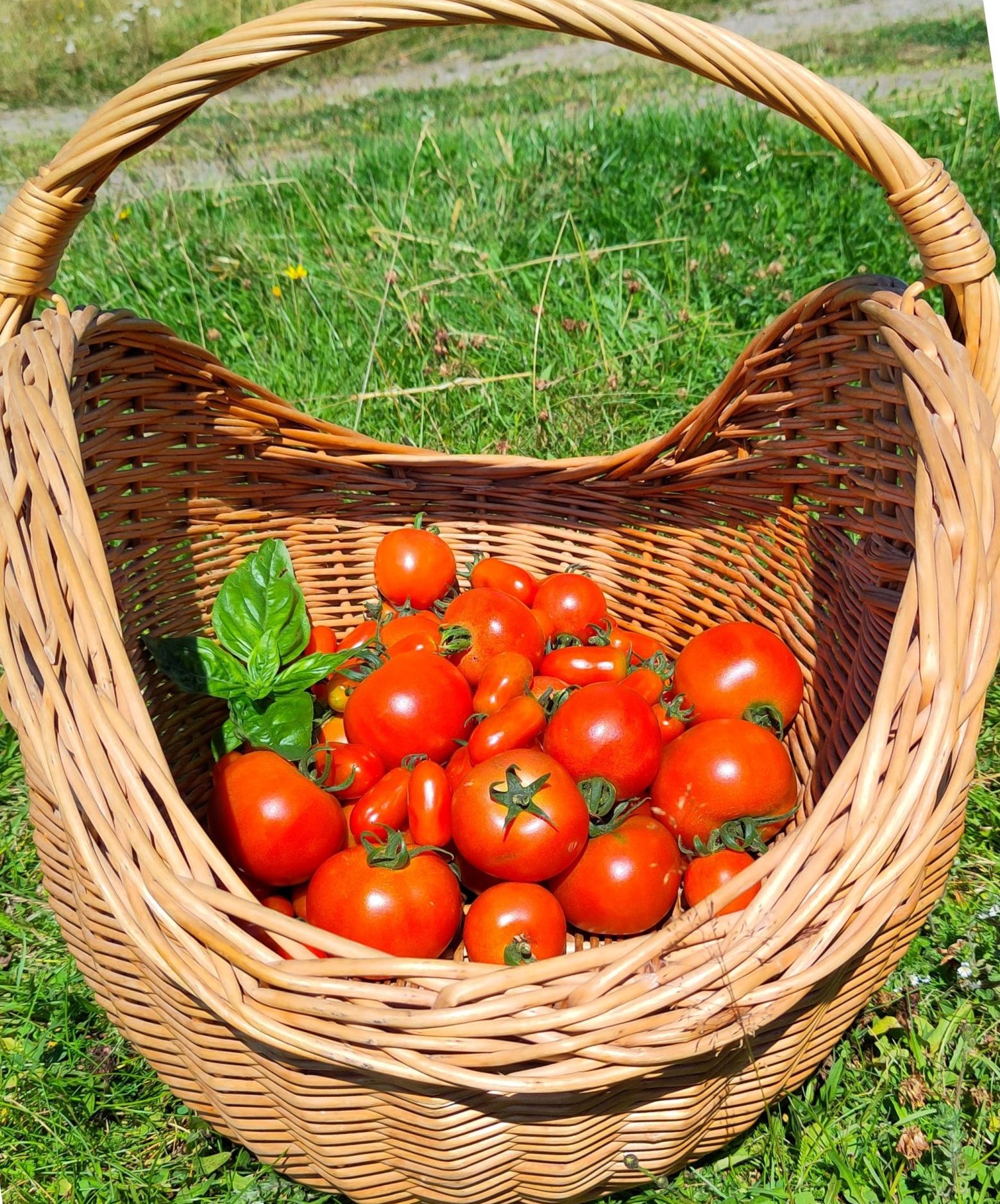 Tomater 5kg